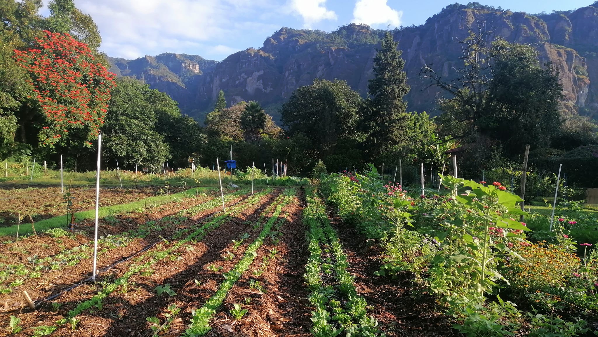 Huerto y paisaje