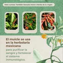 Dato curioso